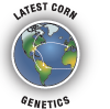 Latest corn genetics